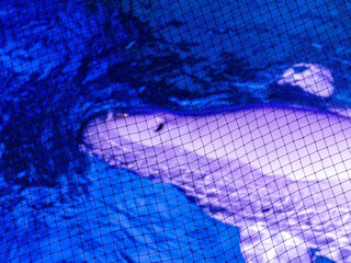 Beautiful light Beluga whale swims in the oceanarium in clear water close up	
