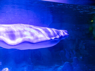 Beautiful Beluga whale swims in the blue water at the oceanarium	
