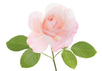 pink rose flower, isolated on white background