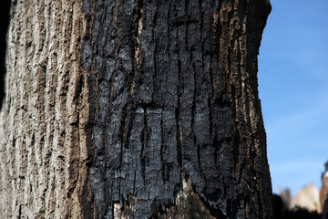 Fototapeta premium Close-Up of Burned Tree Trunk Texture