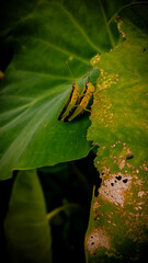Oxya gracilis grasshoppers on leafy surface, detailed macro shot showcasing natural texture, vibrant green and brown tones, insect interaction, ecosystem detail, ideal for wildlife, entomology, nature