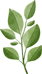 green leaves isolated