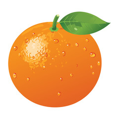 A Single Ripe Orange with Water Droplets - Vector Illustration