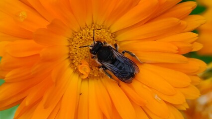 European wool carder bee (Anthidium manicatum) on an orange flower close up.