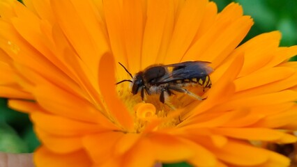 European wool carder bee (Anthidium manicatum) on an orange flower close up.