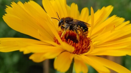 bee on a flower