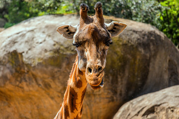 Close-up head of a giraffe with brown spots chewing food in a beautiful biopark against the...