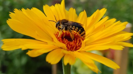 bee on a flower