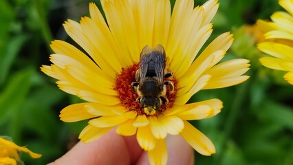 bee on a flower