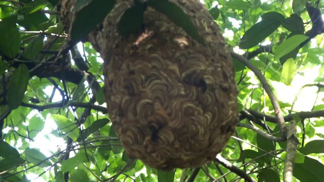 Vespa ducalis wasp and its honeycomb hanging from a tree in the middle of the forest at sunny days