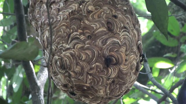 Vespa ducalis wasp and its honeycomb hanging from a tree in the middle of the forest at sunny days
