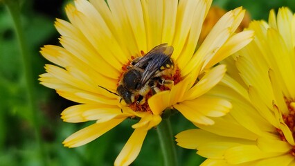 European wool carder bee (Anthidium manicatum) on a yellow flower close up.