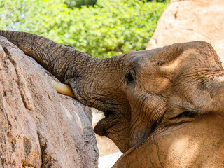 A large beautiful elephant searches for food with its trunk against the background of green tree...