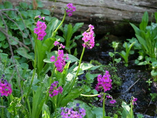 Parry’s Primrose Wildflowers Blooming along a Mountain Stream on Jean Lunning Trail, Indian Peaks Wilderness, Colorado