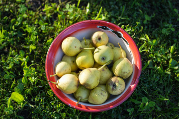 Bowl of Fresh Homegrown Pears in Garden – Close-Up Shot
