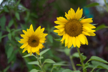sunflower in the garden, The second sunflower, positioned slightly behind and to the left, is softly blurred, adding depth to the image. The background consists of green foliage and a darker, out-of-f