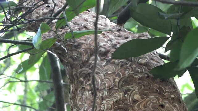 Vespa ducalis wasp and its honeycomb hanging from a tree in the middle of the forest at sunny days