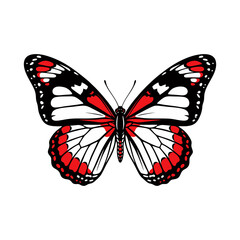butterfly on white background