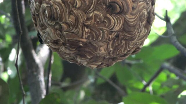 Vespa ducalis wasp and its honeycomb hanging from a tree in the middle of the forest at sunny days