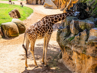 A long-legged and long-necked spotted giraffe walks through the biopark	
