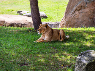 A big beautiful lion lies on green grass in the shade of a tree on a warm day against the backdrop...