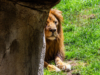Big beautiful lion close up lying on green grass on a warm day	
