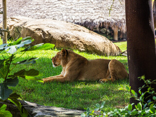 Big beautiful lion lying on green grass in the shade of a tree	
