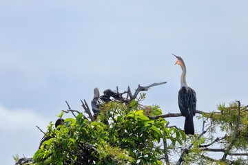 Anhinga perched on a tree branch in Florida wetland