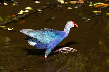 Purple gallinule wading in Florida wetland
