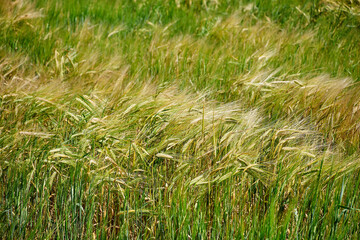 Field of ripe barley swaying in the summer wind. Close-up view of golden barley ears in a lush green field. Concept of agriculture, organic farming, and grain harvest