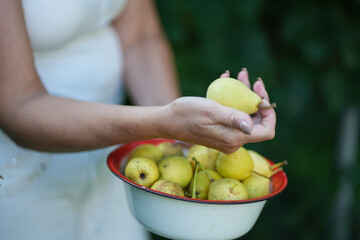 A farmer displays a full bowl of bright yellow pears collected from the orchard during harvest. Bowl of Fresh Homegrown Pears in Garden – Close-Up Shot