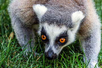 Ring-tailed lemur with big orange eyes close-up walking on green grass	
