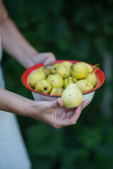 A farmer displays a full bowl of bright yellow pears collected from the orchard during harvest. Bowl of Fresh Homegrown Pears in Garden – Close-Up Shot