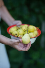 A farmer displays a full bowl of bright yellow pears collected from the orchard during harvest. Bowl of Fresh Homegrown Pears in Garden &ndash; Close-Up Shot