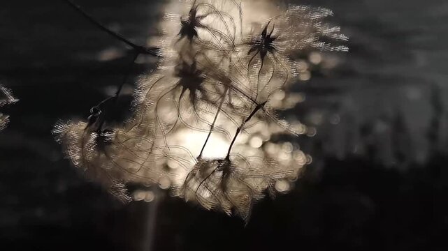 Silver Thread Weave

Cosmic Web Loop

Starlight Thread Motion

