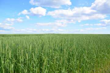 Vast Green Field Under a Blue Sky with Puffy Clouds
