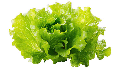 Close-up of a vibrant green head of lettuce