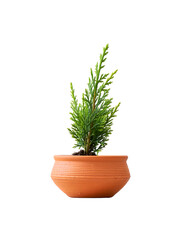 Fototapeta premium Vibrant Green Creeper Plant in Terracotta Pot, Minimalist Studio Shot, Isolated on Black Background