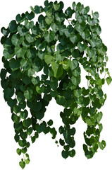 Vine plant, Branch creeper leaf green, Liana tropical nature.