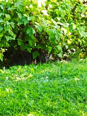 A curious cat sits hidden under a dense blackcurrant bush, peering subtly through the foliage and looking directly into the camera lens. The soft natural light highlights the cat’s attentive eyes and