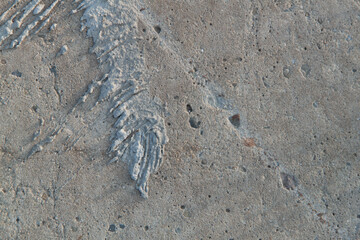 Concrete texture. Textured texture of concrete and plaster. Wall with rough texture. Old concrete