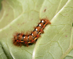 Close up of a tussock caterpillar from a moth butterfly on a large leaf