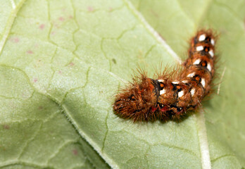 Close up of a tussock caterpillar from a moth butterfly on a large leaf