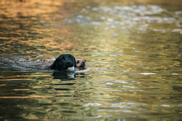 Black labrador dog swimming in the river with ball in mouth followed by small terrier © Caseyjadew