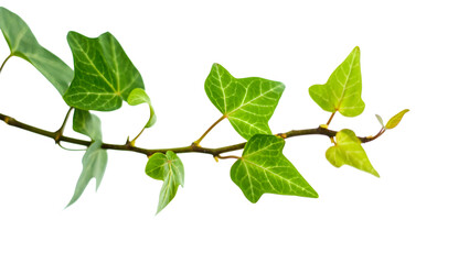 Obraz premium Lush Green Creeper Plant Branch, Isolated on Black Background: Vibrant Spring Foliage