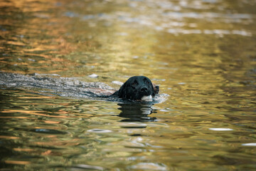 Black labrador dog swimming in the river with ball in mouth followed by small terrier © Caseyjadew