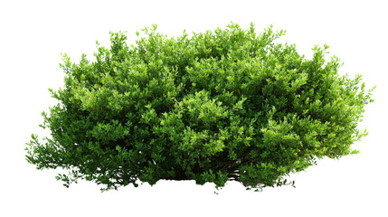 Obraz premium Dense garden bush Transparent background, PNG file