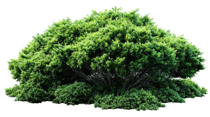 Dense green foliage shrub Transparent background, PNG file