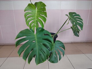 Large Monstera plant in a pot in front of Jubin wall and floor.