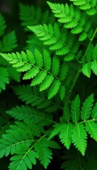 Fototapeta premium Isolated vibrant green fern leaves, lush texture, detail, bright